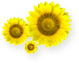 Southend Sunflower Trust - Sunflower Icon
